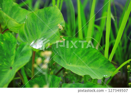 Raindrops on taro leaves during the rainy season Raindrops on taro leaves during the rainy season 127349507