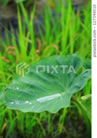 雨季芋頭葉上的雨滴 127349510
