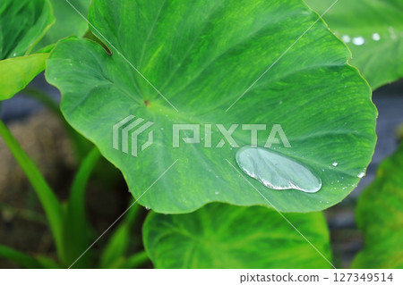 雨季芋頭葉上的雨滴 127349514