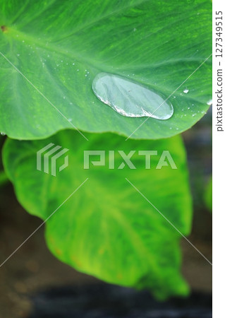 雨季芋頭葉上的雨滴 127349515