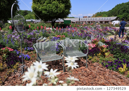 Gifu World Rose Garden - Flowers blooming in the spring flower living garden 127349529