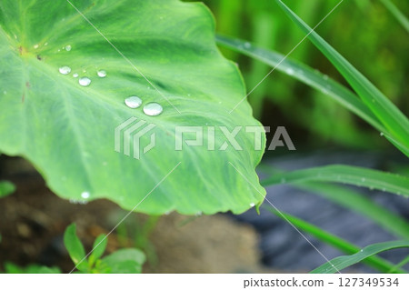雨季芋頭葉上的雨滴 127349534