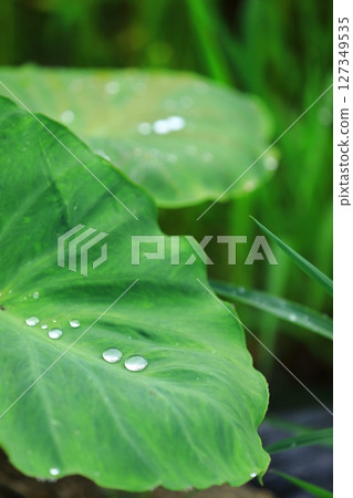 雨季芋頭葉上的雨滴 127349535