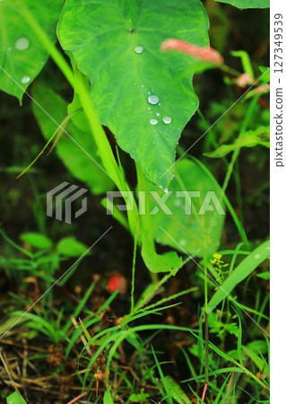 Raindrops on taro leaves during the rainy season 127349539