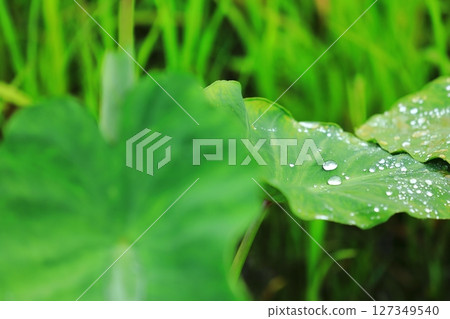Raindrops on taro leaves during the rainy season Raindrops on taro leaves during the rainy season 127349540