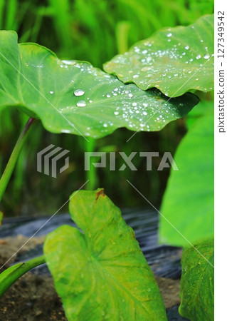 Raindrops on taro leaves during the rainy season Raindrops on taro leaves during the rainy season 127349542