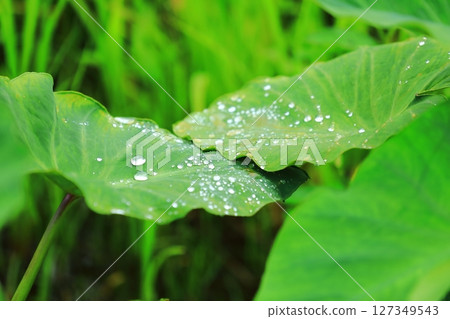 Raindrops on taro leaves during the rainy season Raindrops on taro leaves during the rainy season 127349543
