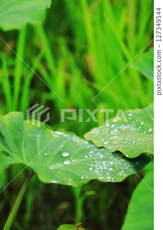 Raindrops on taro leaves during the rainy season 127349544