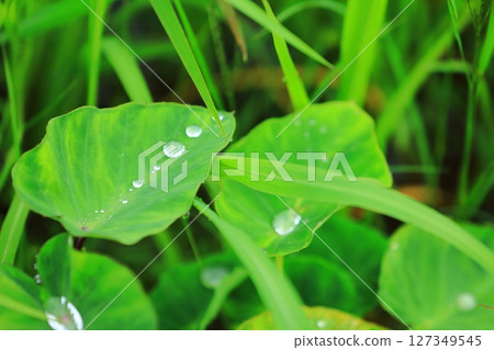 雨季芋頭葉上的雨滴 雨季芋頭葉上的雨滴 127349545