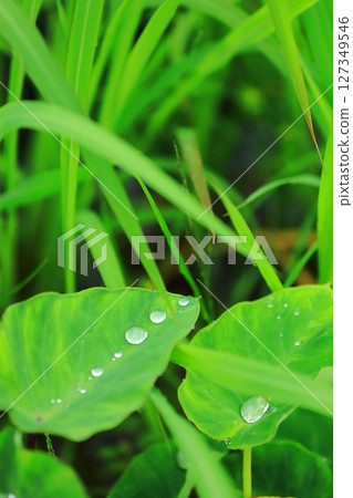 雨季芋頭葉上的雨滴 127349546