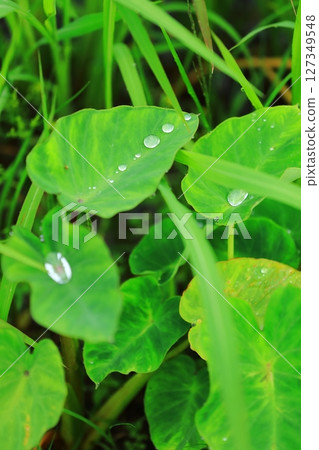 雨季芋頭葉上的雨滴 127349548