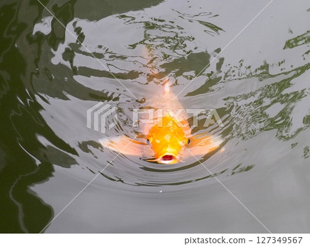 池塘里漂浮著鯉魚 127349567