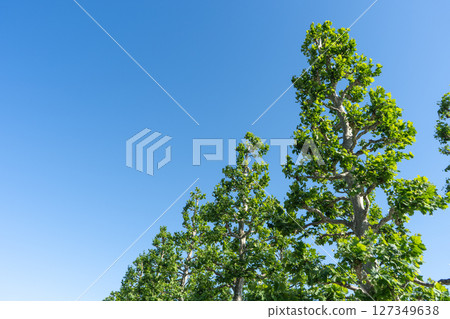 Fresh green maple trees shining against the blue sky 127349638