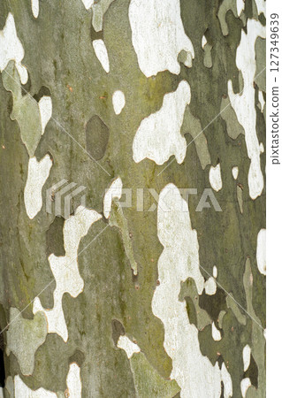 Momiji busses Kakenoki 127349639