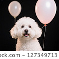 白狗和粉紅色氣球 一隻看起來想說些什麼的狗 127349713