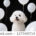 白狗和許多氣球 一隻看起來很開心的狗被許多氣球包圍著 127349714