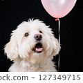 白狗和粉紅色氣球 一隻看起來想說些什麼的狗 127349715