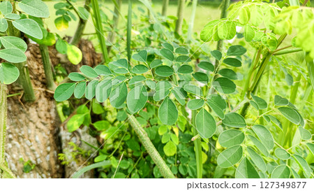 Moringa, the lush superfood 127349877