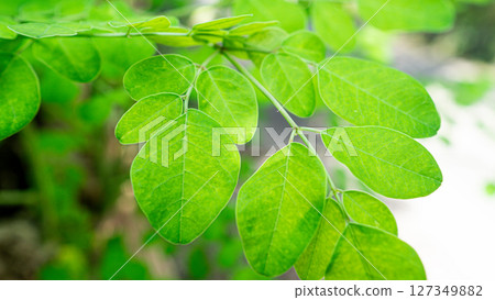 Moringa, the lush superfood Moringa, the lush superfood 127349882