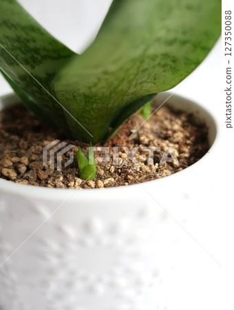 虎尾蘭幼苗室內植物 虎尾蘭幼苗室內植物 127350088