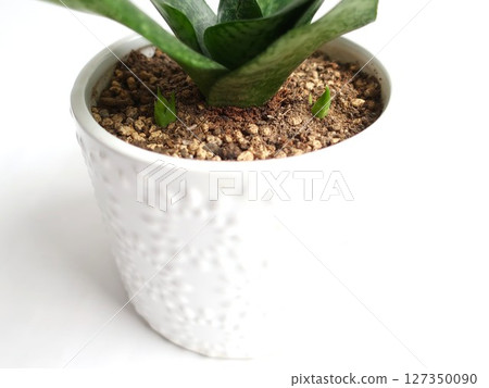 虎尾蘭幼苗室內植物 虎尾蘭幼苗室內植物 127350090