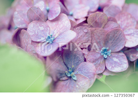 Hydrangeas after the rain and early summer greenery - A moist seasonal landscape Hydrangeas after the rain and early summer greenery - A moist seasonal landscape 127350367
