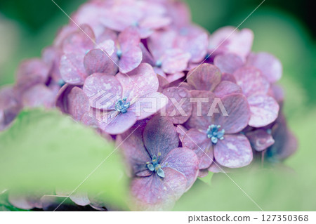 Hydrangeas after the rain and early summer greenery - A moist seasonal landscape Hydrangeas after the rain and early summer greenery - A moist seasonal landscape 127350368