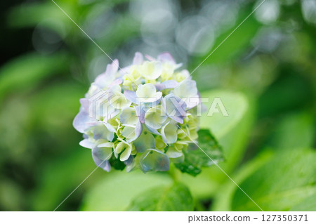Hydrangeas after the rain and early summer greenery - A moist seasonal landscape 127350371