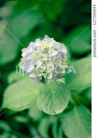 雨後的繡球花和初夏的綠意-濕潤的季節風景 雨後的繡球花和初夏的綠意-濕潤的季節風景 127350444