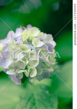 雨後的繡球花和初夏的綠意-濕潤的季節風景 雨後的繡球花和初夏的綠意-濕潤的季節風景 127350445