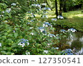 Isokawa Green Park when hydrangeas are in bloom 127350541