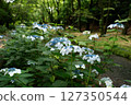 Isokawa Green Park when hydrangeas are in bloom 127350544