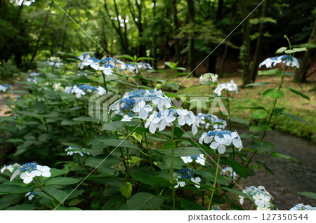 紫陽花盛開的五川綠地公園 紫陽花盛開的五川綠地公園 127350544