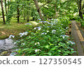 Isokawa Green Park when hydrangeas are in bloom 127350545