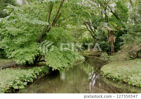 紫陽花盛開的五川綠地公園 紫陽花盛開的五川綠地公園 127350547