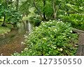 Isokawa Green Park when hydrangeas are in bloom 127350550