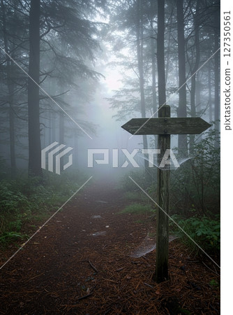 Foggy Forest Path Lined with Pine Needles and Dewy Spiderwebs on Summer Morning Foggy Forest Path Lined with Pine Needles and Dewy Spiderwebs on Summer Morning 127350561