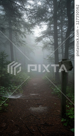 Foggy Forest Path Lined with Pine Needles and Dewy Spiderwebs on Summer Morning Foggy Forest Path Lined with Pine Needles and Dewy Spiderwebs on Summer Morning 127350562