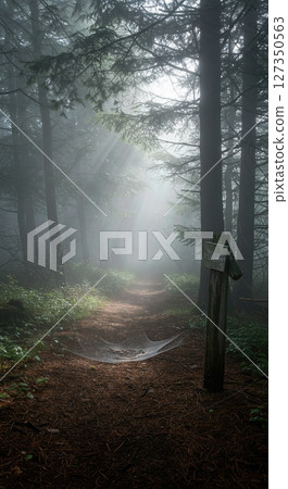 Foggy Forest Path Lined with Pine Needles and Dewy Spiderwebs on Summer Morning Foggy Forest Path Lined with Pine Needles and Dewy Spiderwebs on Summer Morning 127350563