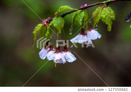 Clove cherry blossoms after the rain Clove cherry blossoms after the rain 127350882