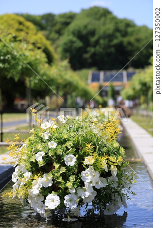 Gifu World Rose Garden - An arrangement of white flowers floating on water 127350902
