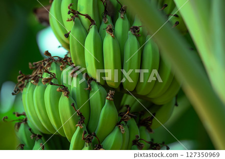 Bunch of green unripe bananas growing in tropical garden. Sustainable agriculture and organic farming for health and nutrition marketing materials and natural food industry. Natural farming practices. 127350969