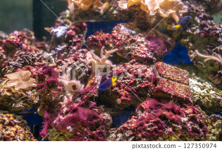 Colorful coral reef ecosystem with diverse marine life swimming among coral formations in tropical aquarium. Underwater biodiversity conservation efforts and natural beauty. Environmental awareness. 127350974