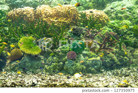 Underwater ecosystem displaying coral reef formations with diverse marine species swimming among waving aquatic plants in crystal clear tropical waters. Oceanic biodiversity. Coral reef habitat. 127350975