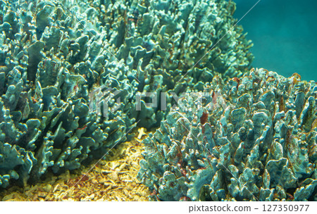 Discover underwater world featuring colorful coral formations and vivid marine textures in a clear tropical ocean. Beauty and biodiversity of a rich aquatic ecosystem. marine ecosystem exploration. 127350977