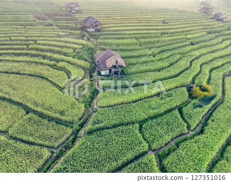 Landscape of green rice terraces and traditional huts in a village near Chiangmai, Thailand. Travel destinations. Beauty of terraced rice fields. Rural life and traditional farming practices in Asia. 127351016
