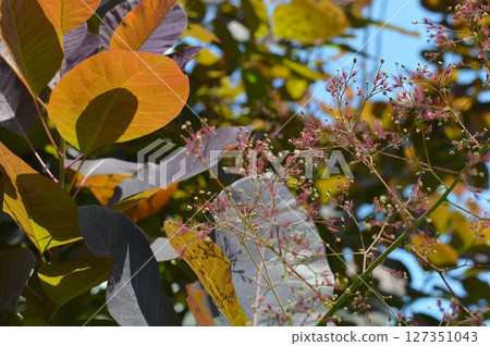 紫煙樹花穗 紫煙樹花穗 127351043