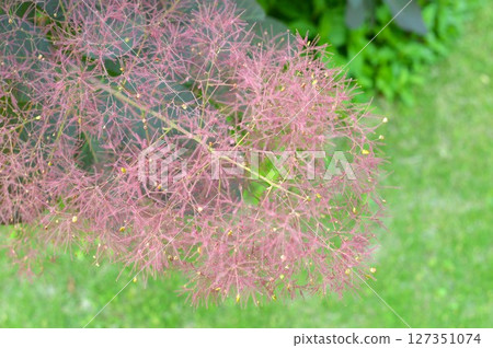 Purple smoke tree flower spike 127351074