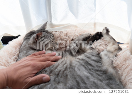 主人撫摸一隻貓，一隻鯖魚虎斑貓 127351081