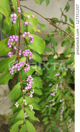 筑波植物園的西表紫 筑波植物園的西表紫 127351207